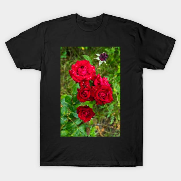 Beautiful natural roses with water drops photographed after rain T-Shirt by NxtArt